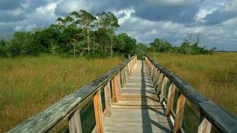 Florida Everglades Boardwalk Hammock Mahogany Trail Background
