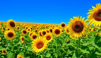 Field Of Sunflowers Wallpaper