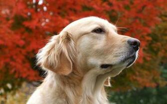 Wallpaper Yellow Lab Reflecting Desktop