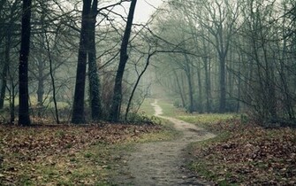 Autumn Woods Wallpaper HD