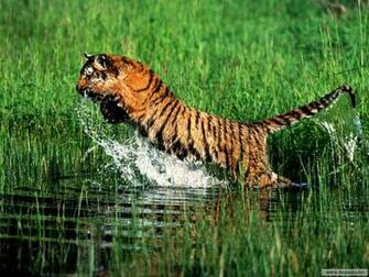Bengal Tiger Wallpaper