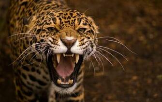 Jaguar Wallpaper HD
