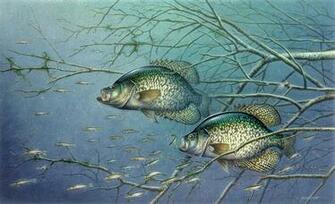 Equipment For Great Springtime Crappie Fishing Legend Boats