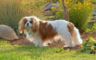 Wallpaper Cavalier King Charles Spaniel