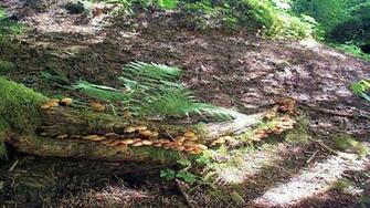 Forest Mushrooms