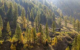 Image Italy Le Piane Piedmont Nature Spruce Autumn Trees
