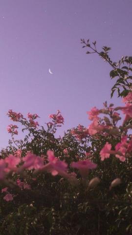 Meme Goddess Android Wallpaper Flowers Night Sky