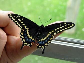 Black Butterfly Wallpaper And White Red