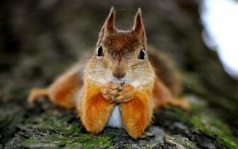 Squirrel Funny Face Wallpaper HD