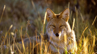 Coyote Wallpaper Full HD 1080p Desktop