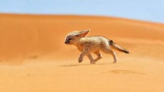 Animals Fennec Fox Photos Desktop HD Wallpaper
