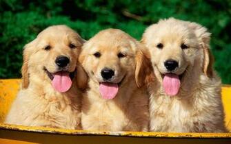 Retriever Puppy Photos Desktop HD Golden Pictures