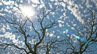 Nature Wallpaper Old Tree Branches