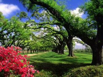 Wallpaper Boone Hall Plantation South Carolina Tags Tree
