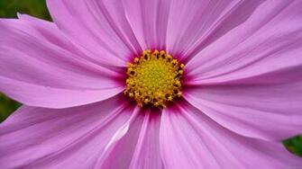 Pink Cosmos