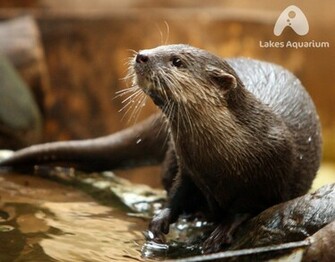 HD Wallpaper Sea Otter X Kb Jpeg