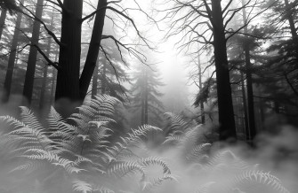 Black And White Nature Wallpaper