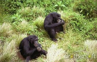 Monkey Pg Screen Savers A Great Image Slideshow For Your