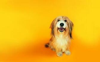 High Resolution Wallpaper Funny Cats Amp Dogs