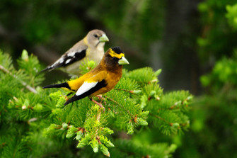 Branch Animal Bird HD Wallpaper