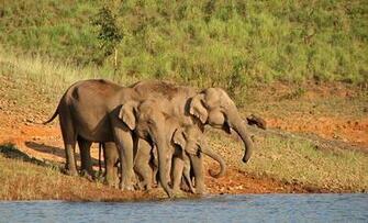 Sunderbans Wildlife Sanctuary Photos Image And Wallpaper HD