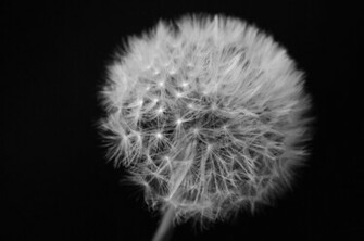 Dandelion On Black Background Stock Photo HD Public Domain