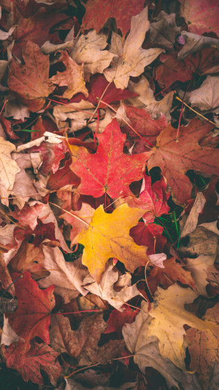 Fresh Fall Leaves iPhone Wallpaper