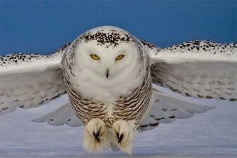 Home Animals Wild Birds Others Snowy Owl Wallpaper