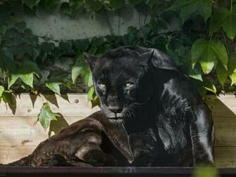 Black Jaguar Wallpaper HD