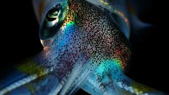 HDq Squid Wallpaper Desktop 4k HD Quality Background