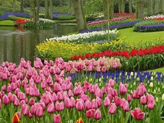 Spring Tulip Garden In The Park Wallpaper Magic4walls