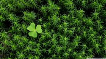 Shamrock And Irish Moss Wallpaper Wallpoper