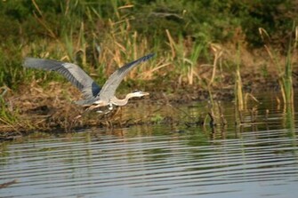 Blue Heron Wallpaper