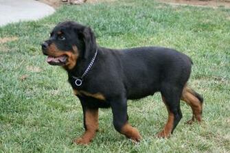 Rottweiler Wallpaper