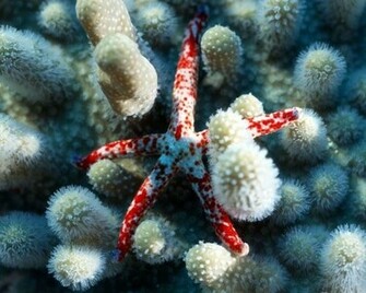 Sea Life Wallpaper Enjoy For Your Computer