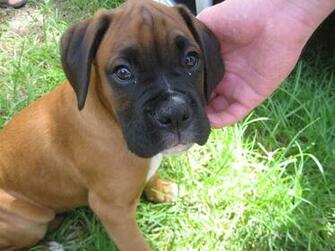 Boxer Dogs Wallpaper Background