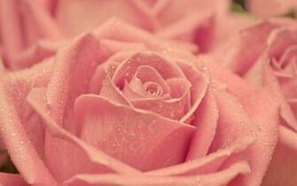 Go Back Pix For Vintage Pink Roses Wallpaper