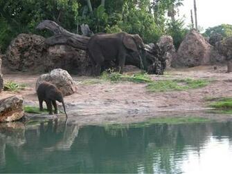 Animal Kingdom