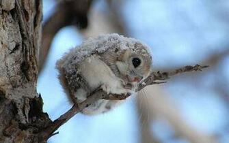 Wallpaper Tags Winter Trees Description Animals Cold