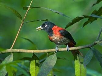 Animals World African Of Maroon Oriole Birds Photogallery