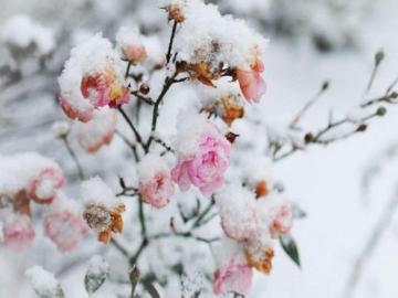 Snowy Flowers Wallpaper 4k HD Background On