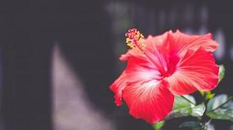 Hibiscus Wallpaper X Net