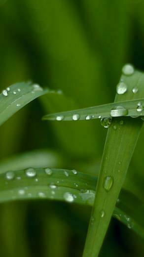 Wallpaper Grass HD 4k Macro Drops Green Nature