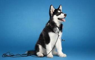 Husky Computer Wallpaper Desktop Background Id