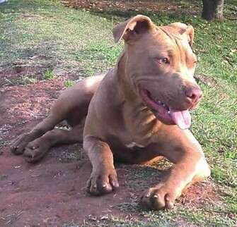 Procura Se Pit Bull Red Nose Perdido Acrel Ndia Achados E