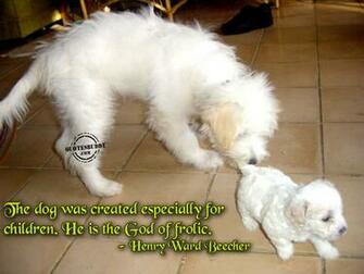 Funny Animal Sayings HD Wallpaper In Imageci