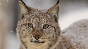 Wildcat Wallpaper HD Widescreen