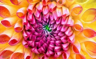 The New Imac Wallpaper Flower Appletips