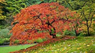 Forest HD Walls Find Wallpaper