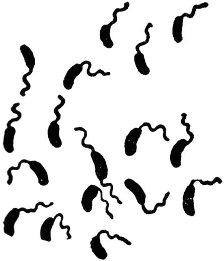 Gallery For Bacteria Clipart